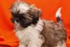 Chiots saine Shih Tzu. - photo 1