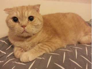 chaton Persan pour adoption