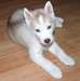 Husky sibérien pour l'adoption - photo 1