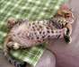 Chatons bengal recherche famille Chatons bengal je - photo 1