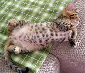 Chatons bengal recherche famille Chatons bengal je