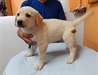 Merveilleux chiots labrador blanc disponible Merve - photo 1