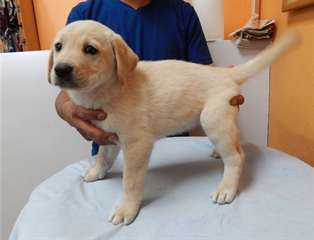 Merveilleux chiots labrador blanc disponible Merve