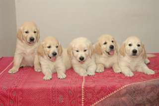 Chiots golden retriever disponible très beau. Les