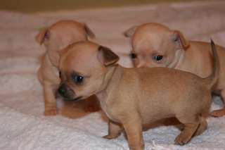 chiots chihuahua pour la fête