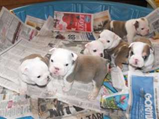 Superbes chiots bulldog anglais disponible
