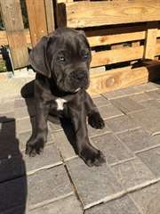 Chiots cane corso
