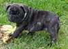 Chiots bouledogues francais - photo 1