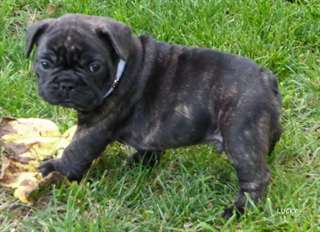 Chiots bouledogues francais