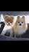 Chien d'appartement a donner - photo 1