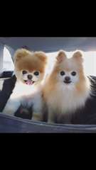 Chien d'appartement a donner