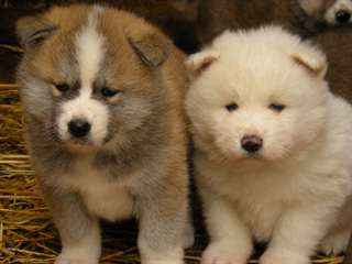 chiots akita inu lof.