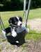 Chiot border collie - photo 1