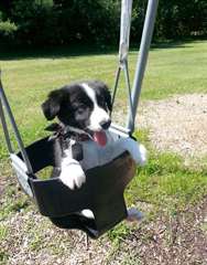 Chiot border collie