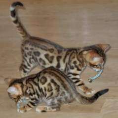F2 Savannah Chatons disponibles