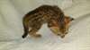 Adorables chatons F4 Savannah - photo 1