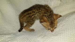 Adorables chatons F4 Savannah