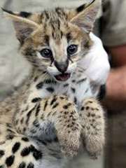 Chatons Serval à vendre