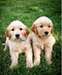 Golden Retriever chiots pour adoption - photo 1