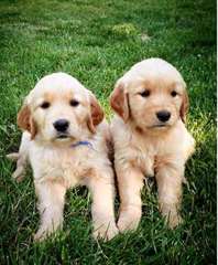 Golden Retriever chiots pour adoption