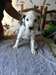 chiots dalmatiens marqués à vendre. - photo 1