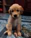 Golden Retriever chiots pour adoption - photo 1