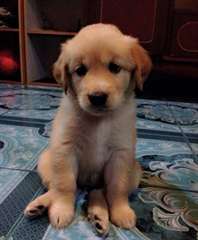 Golden Retriever chiots pour adoption
