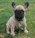 adorable chiot BOULEDOGUE FRANCAIS de pure race - photo 1