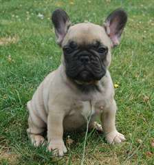 adorable chiot BOULEDOGUE FRANCAIS de pure race