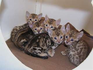 3 chatons Savannah pour adoption  J'ai 3 beaux cha