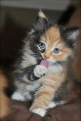 4 Chaton siberien neva masquerade loof 4 chatons