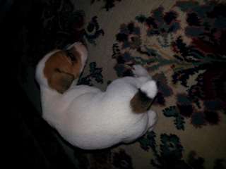 belle Jack Russell bébé