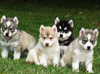 Husky sibérien pour l'adoption
