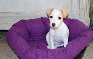Chiots Jack Russel terrier