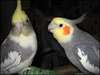 Cockatiel Perroquets - photo 1