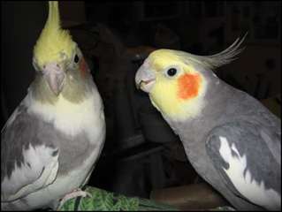 Cockatiel Perroquets