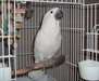 Umbrella Cockatoo Perroquets - photo 1