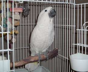 Umbrella Cockatoo Perroquets