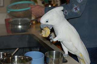 Umbrella Cockatoo Perroquets