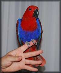 Paire Eclectus Perroquets