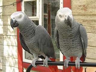 Perroquets gris africains