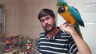 Paire Macaw Perroquets