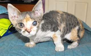 Chatons Devon Rex disponibles