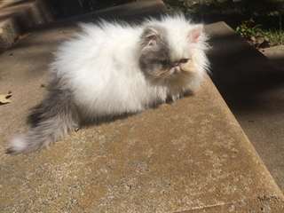 Chatons à poils longs exotiques