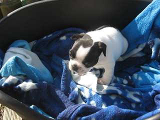 Chiot femelle type bouldogue francais A DONNER