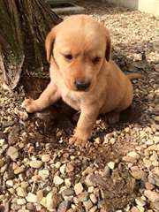 chiots Labrador pour adoption