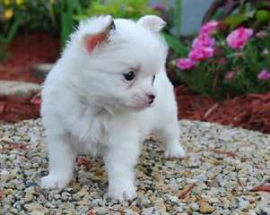 Chiots de race chihuahua pour adoption