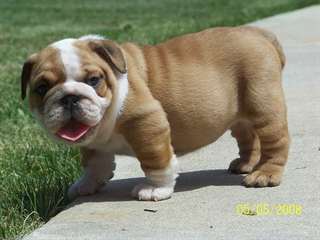 Bouledogues anglais pour adoption