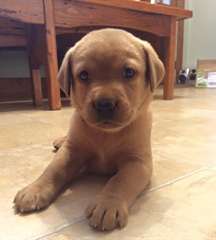 Golden Retriever chiots pour adoption