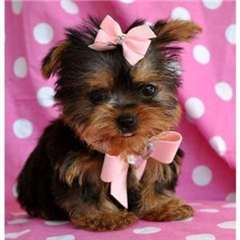 Healthy Well Trained Yorkies,